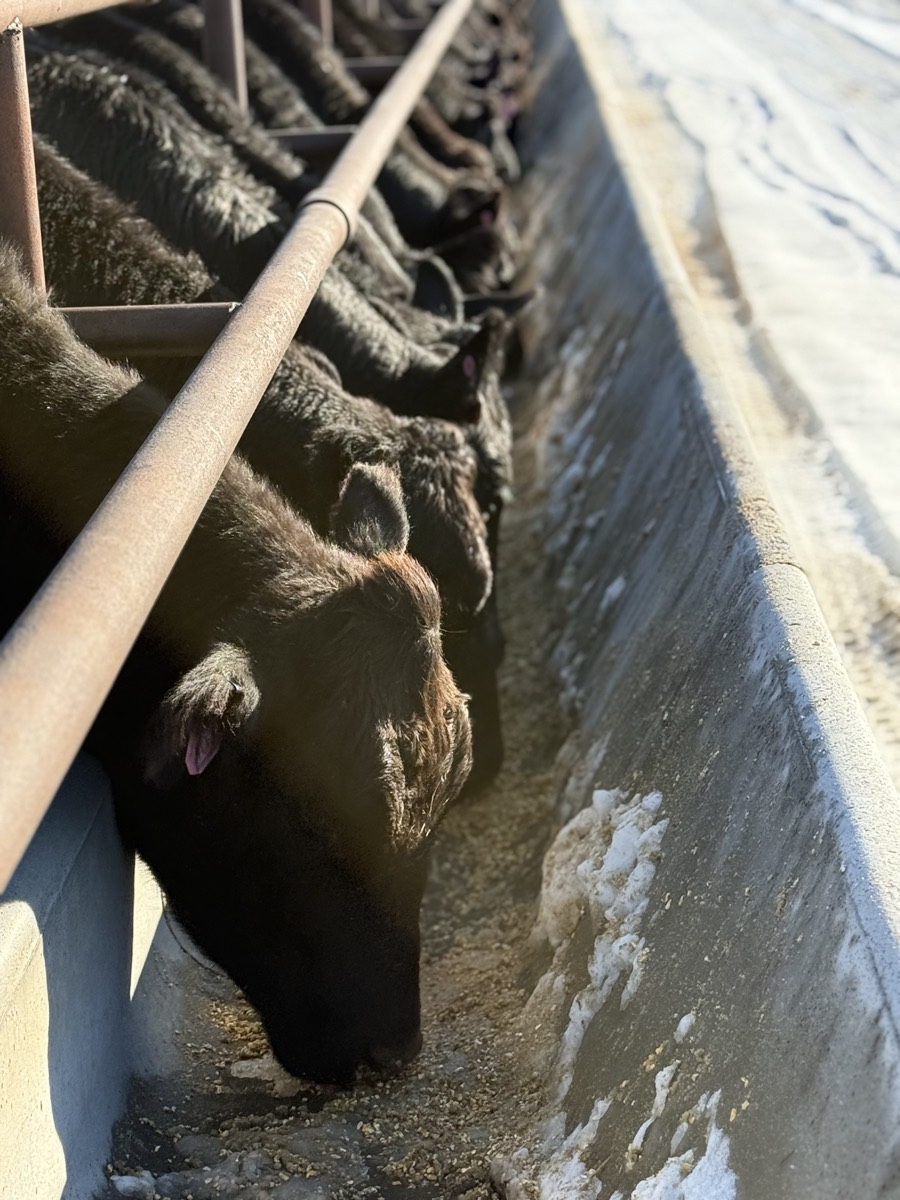 Cows at the feed bunk
