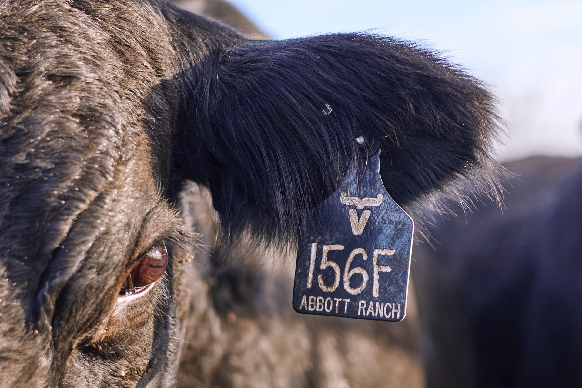 Tagged Abbott Ranch cow