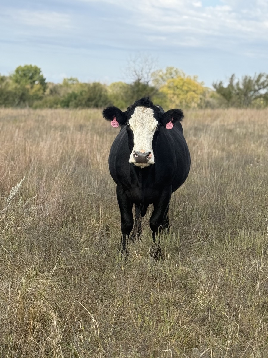 Black and white faced cow portrait