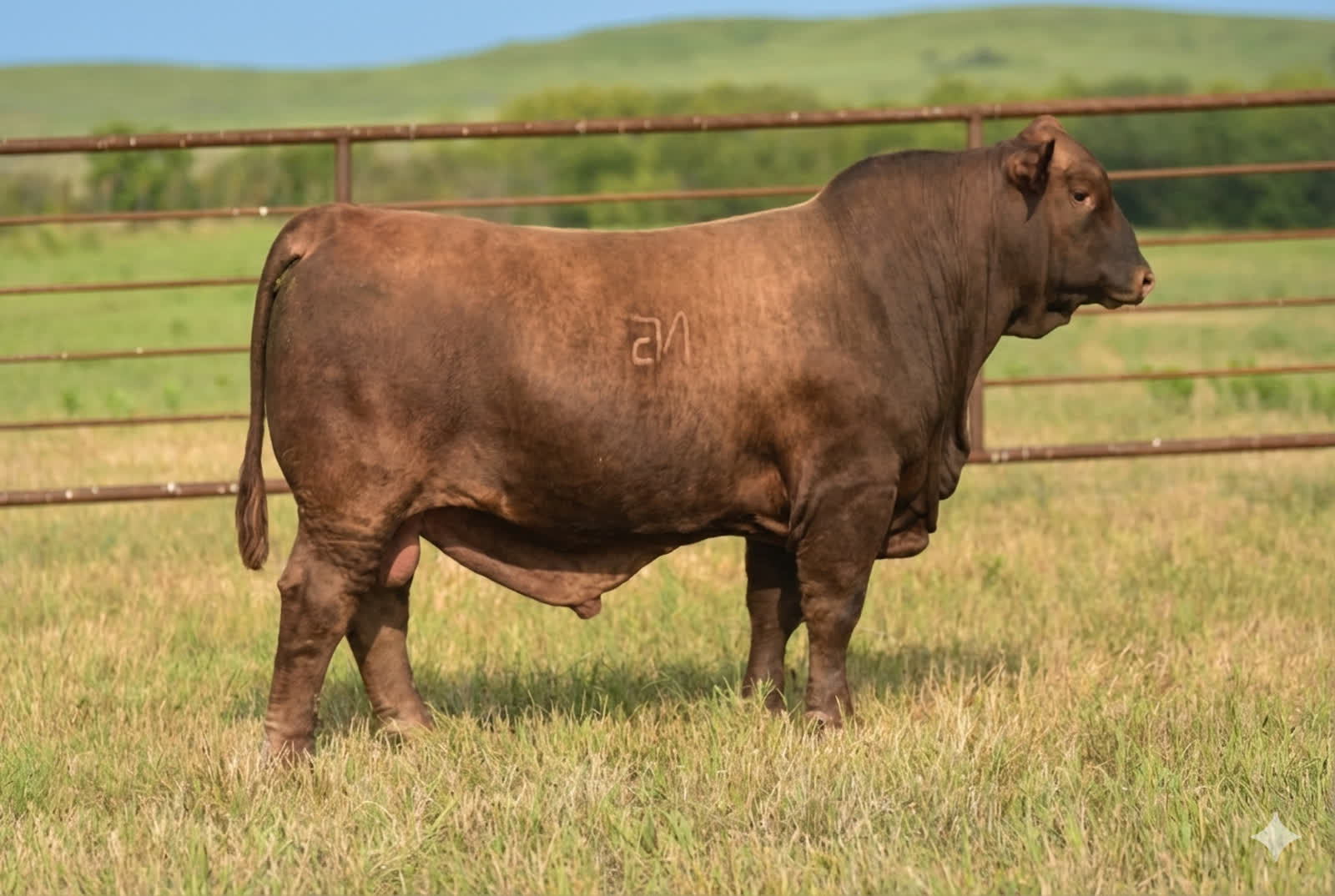 Greinke M367 standing in pasture